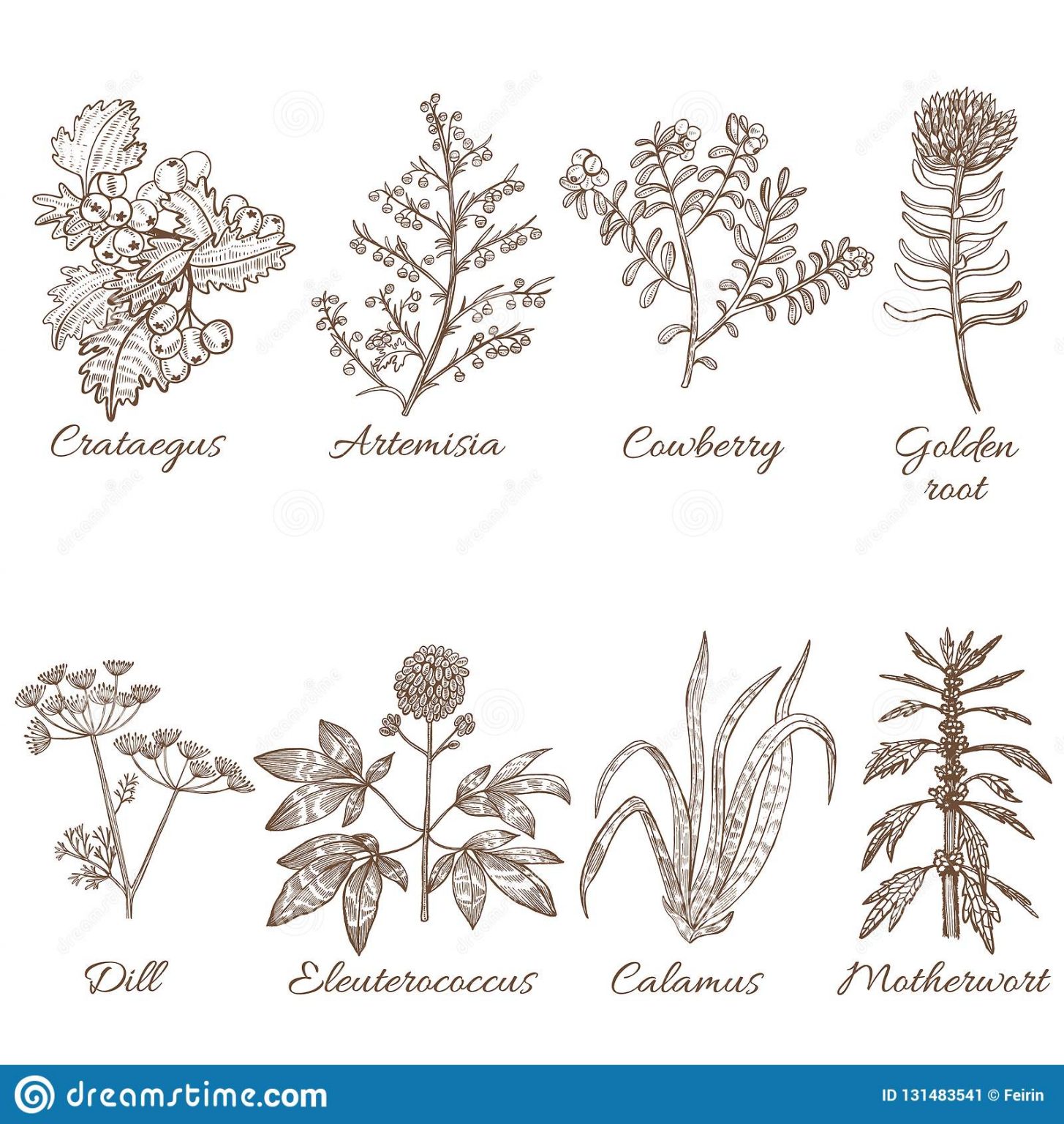 Plantas Medicinales Para Dibujar Actualizado Diciembre