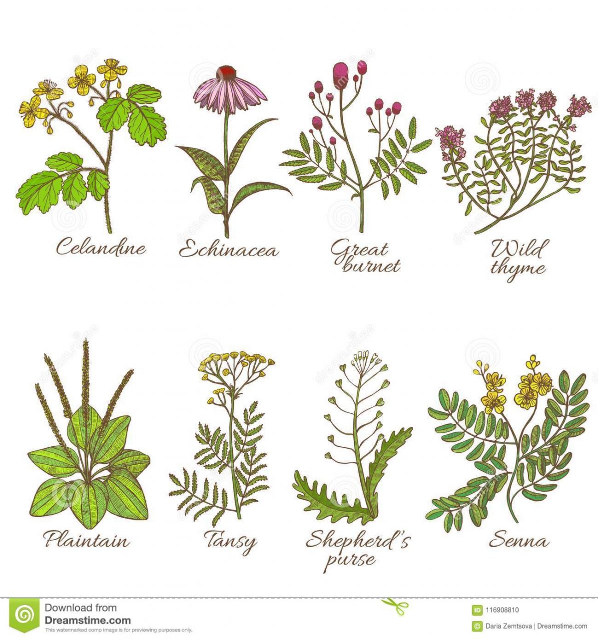 Total Imagen Plantas Medicinales Para Colorear Con Sus Nombres En The