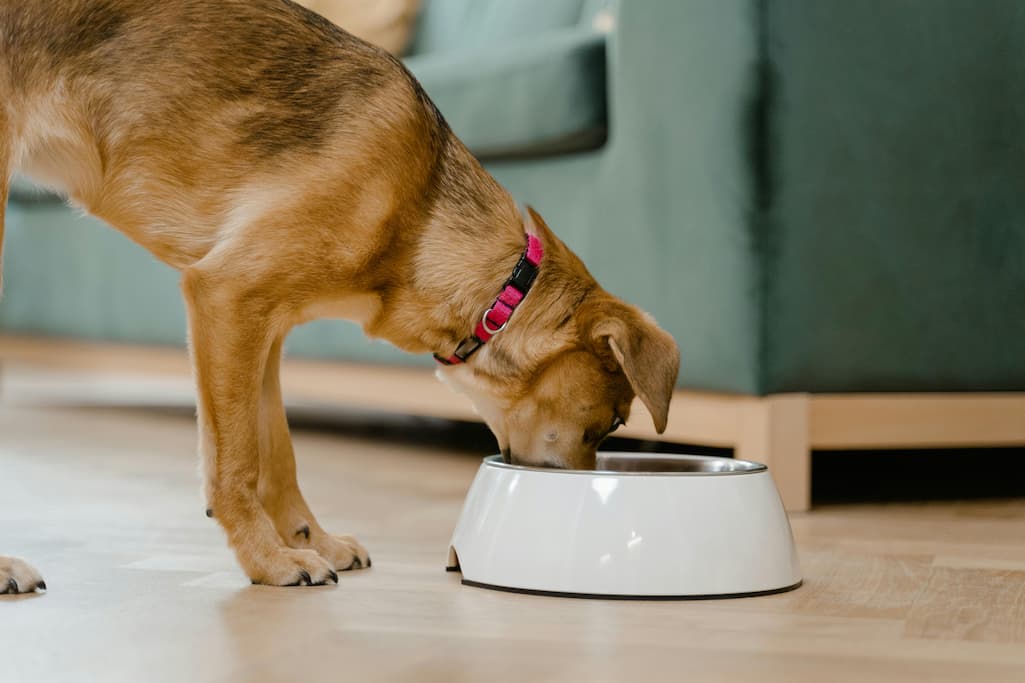 La mejor alimentación para tu mascota pasa por darle comida húmeda